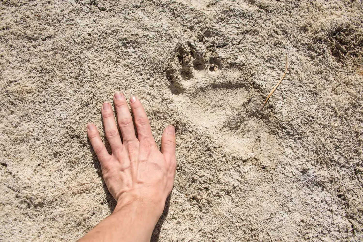 Backpacking Safety: Dealing with Wildlife Encounters